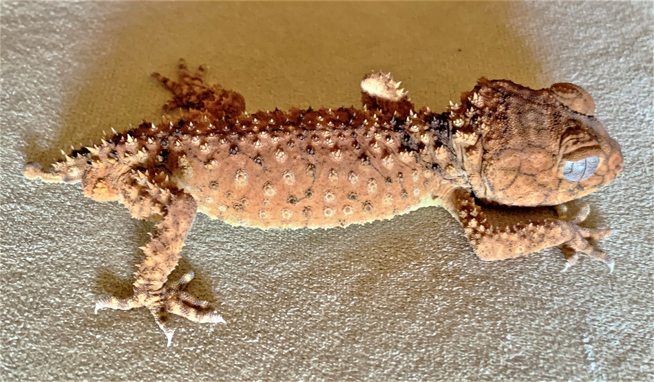 This Centralian Spiny Knob-tailed Gecko (Nephrurus amyae) belongs to Animals Anonymous, South Australia